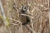 [Shiina] Noraneko Shoujo to no Kurashikata Ch. 4-9 [Chinese] [虎斑木菟漢化] [Digital]