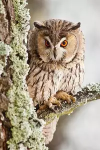 [Hanasaku Tsutsuji] Amayadori no Hito | 避雨者 (COMIC Koh 2017-09) [Chinese] [虎斑木菟漢化] [Digital]