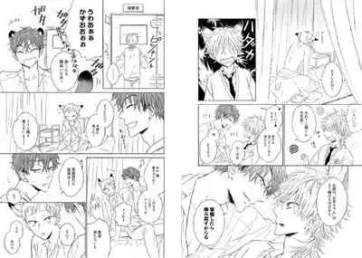 Kitsune-san, Bakashi Aishimasho!