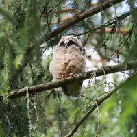 [Shiina] Noraneko Shoujo to no Kurashikata Ch. 4-10 [Chinese] [虎斑木菟漢化] [Digital]