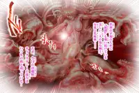 [NEO’GENTLE] Virginal Melon & Cherry