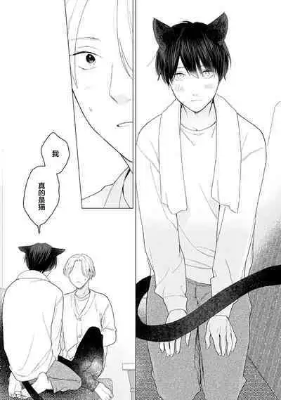 恋爱中的猫咪想被抚摸