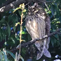 [Shiina] Noraneko Shoujo to no Kurashikata Ch. 4-16 [Chinese] [虎斑木菟漢化] [Digital]