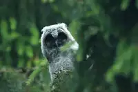 [Shiina] Noraneko Shoujo to no Kurashikata Ch. 4-12 [Chinese] [虎斑木菟漢化] [Digital]