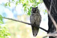 [Shiina] Noraneko Shoujo to no Kurashikata Ch. 4-14 [Chinese] [虎斑木菟漢化] [Digital]