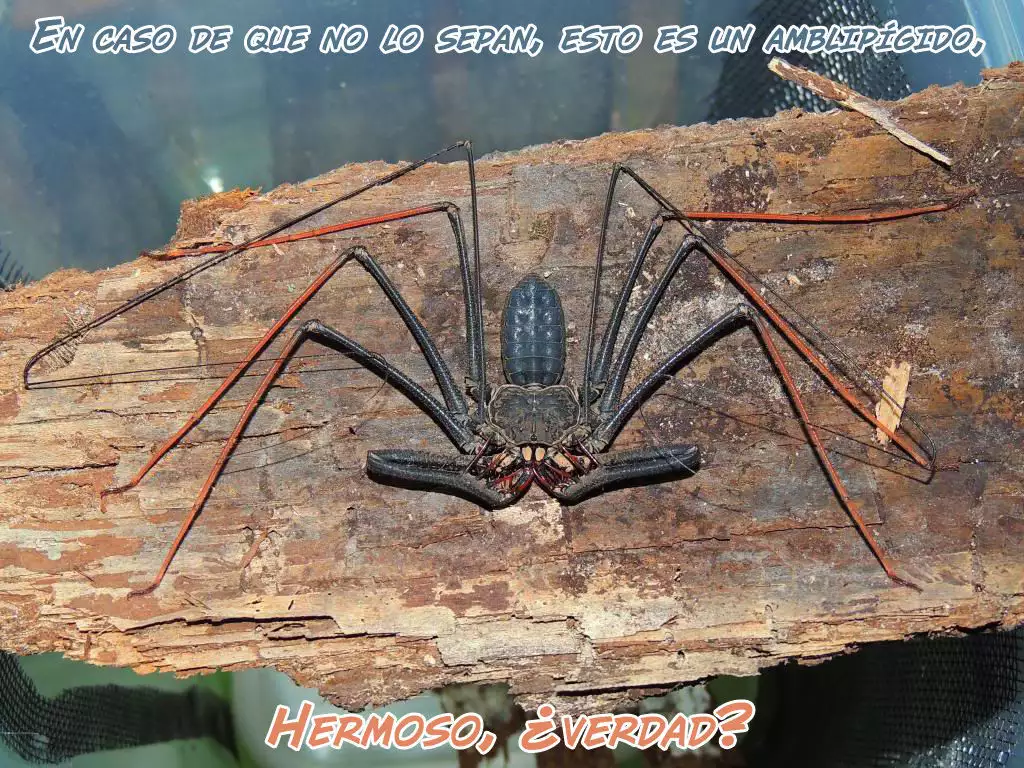 Kuu Ai | Comida, amor